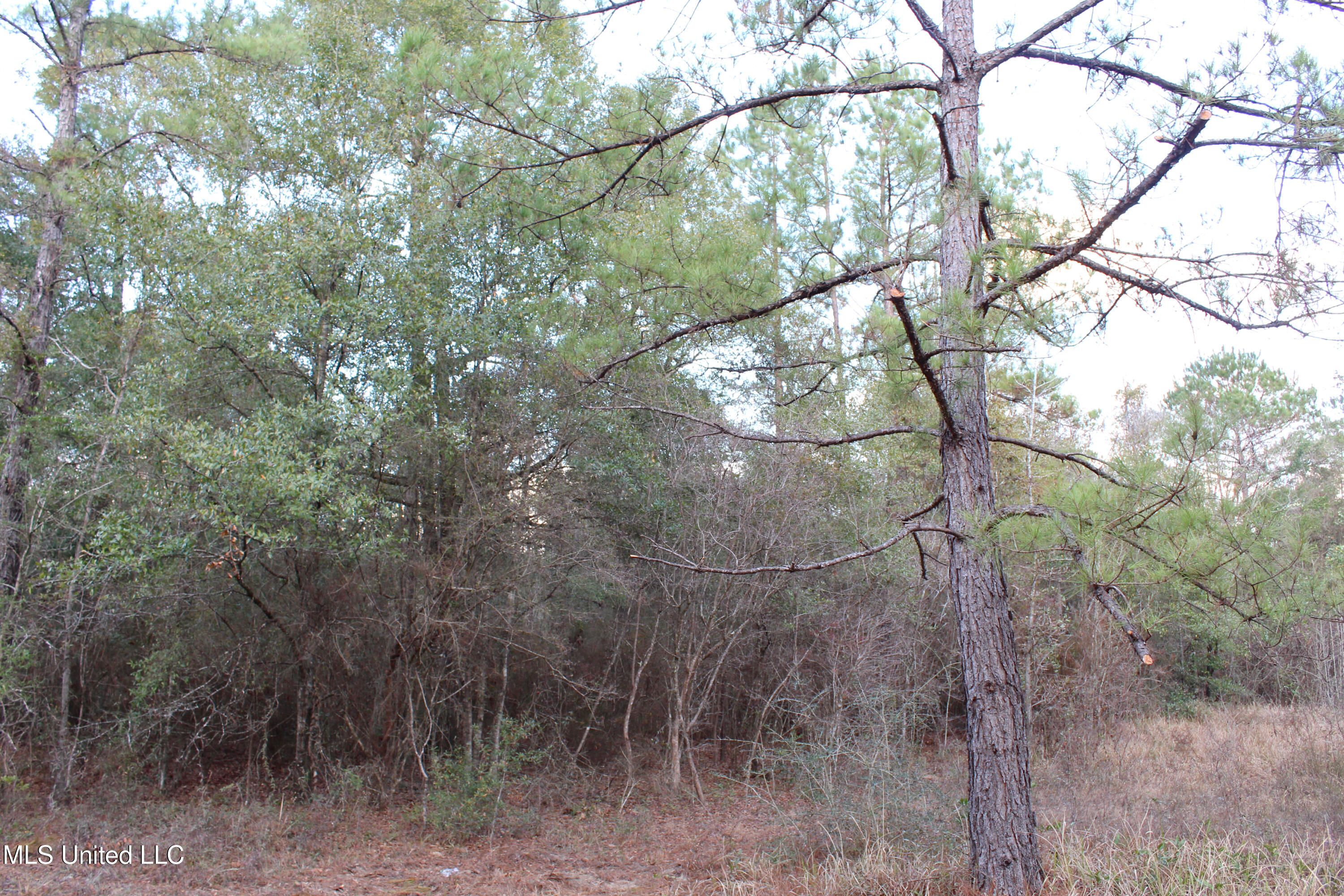 Salem Campground Road Lucedale, MS 39452 - Photo 7 of 11 799A8B8D-CA3C-4413-B67C-D3DD17BDC1F1
