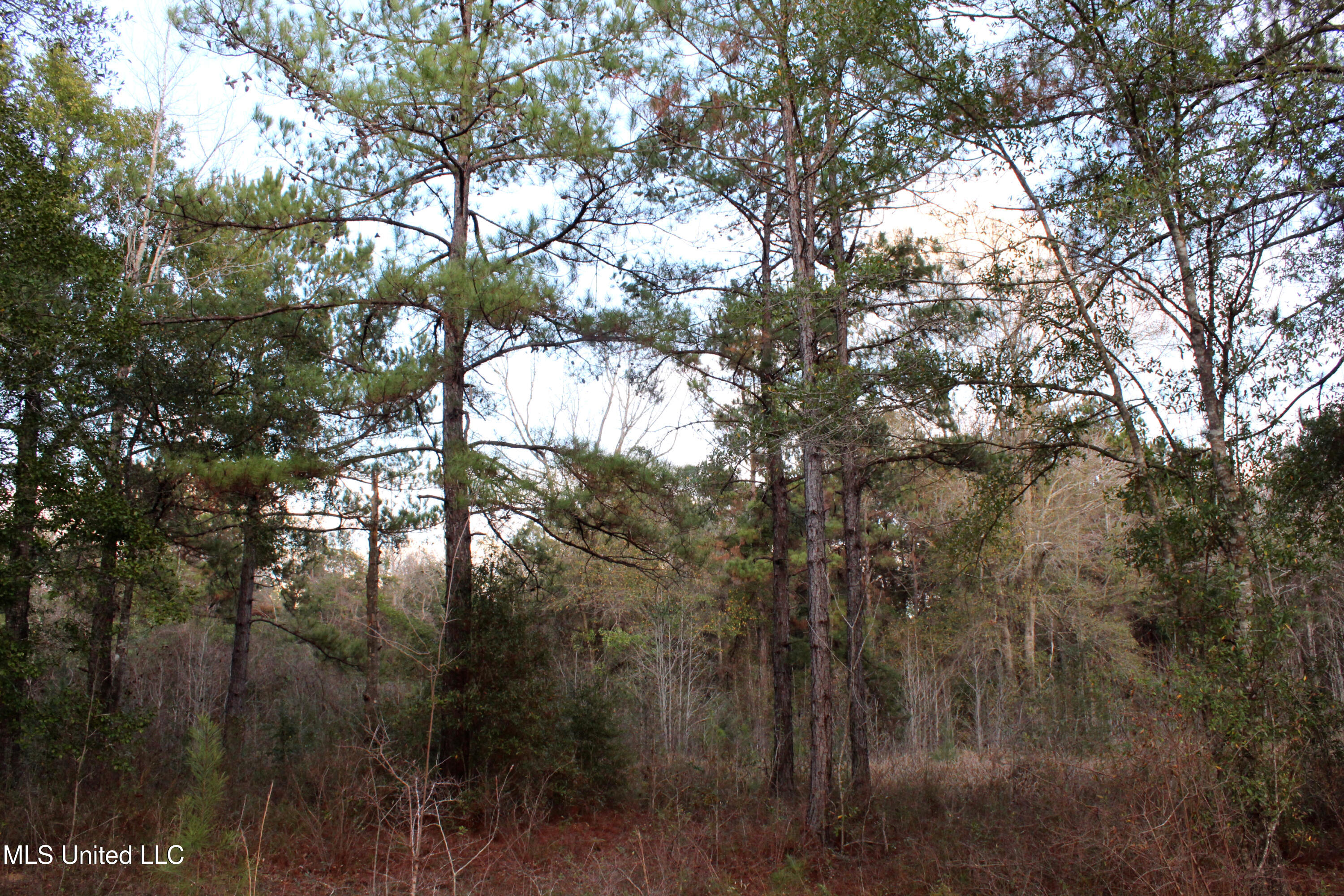 Salem Campground Road Lucedale, MS 39452 - Photo 10 of 11 35068115-376B-4A10-98C5-7EA38F939901