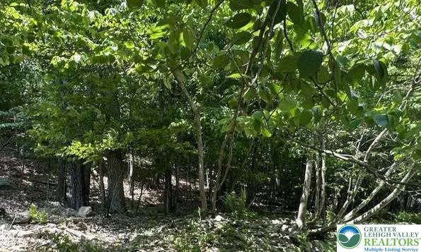 a view of a backyard with large trees