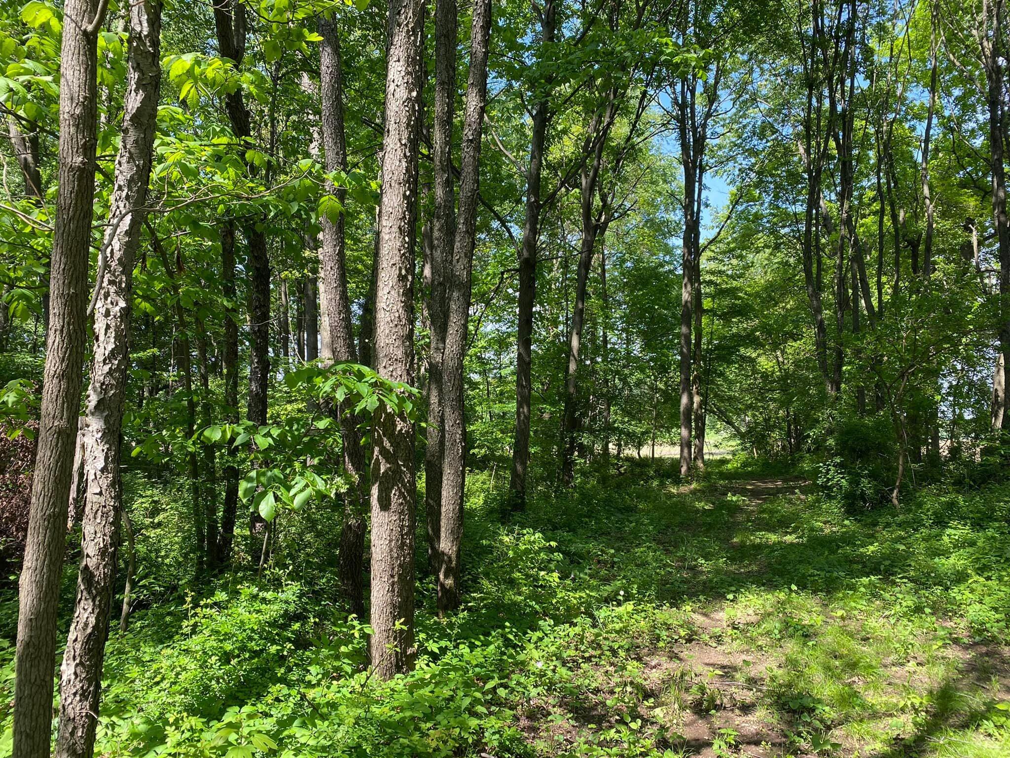 0 Rowe Road Jonesville, MI 49250 - Photo 6 of 8 ROWE7