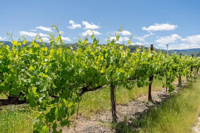 $995,000 | 3525 Taylor Drive, Ukiah, CA 95482