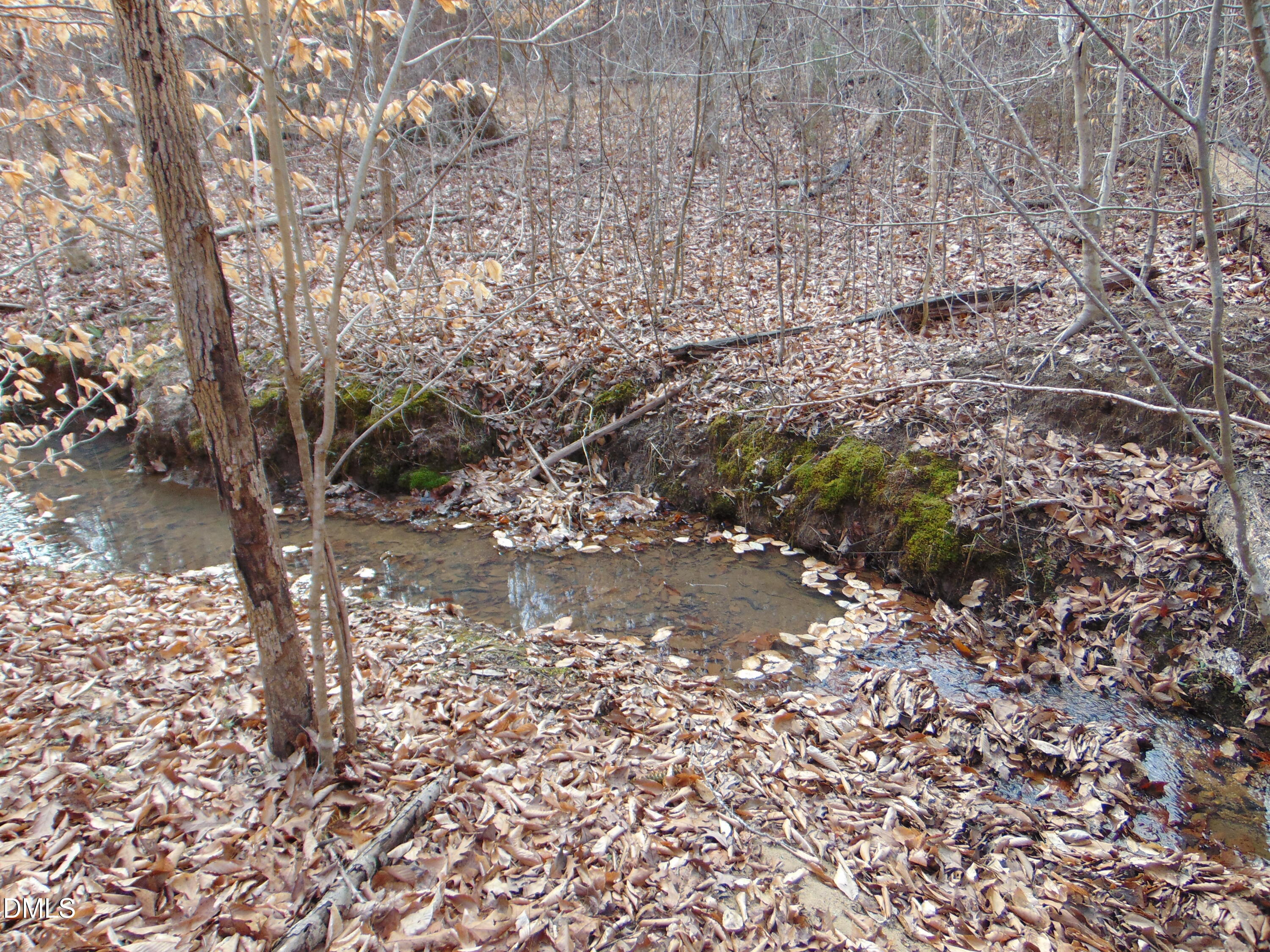 0 Walters Mill Road Providence, NC 27315 - Photo 15 of 20 a view of a forest filled with trees