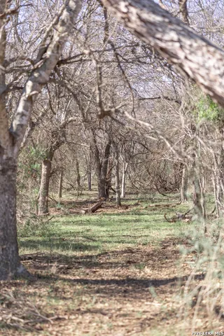 a view of a yard with an trees