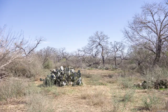 a view of a dry yard with trees