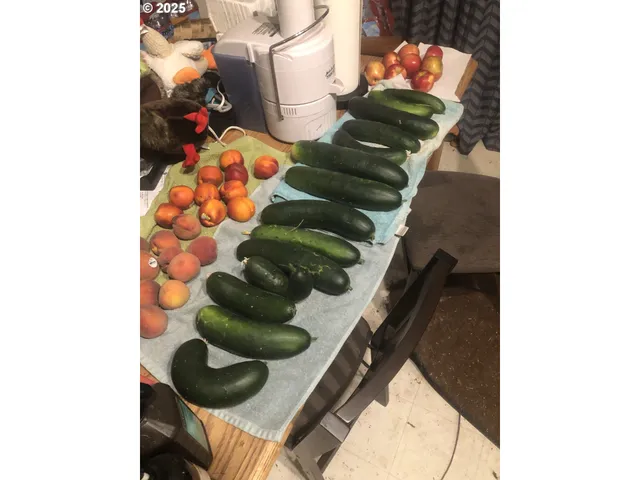 $495,000 | 222 East Willis Creek Road, Winston, OR 97496