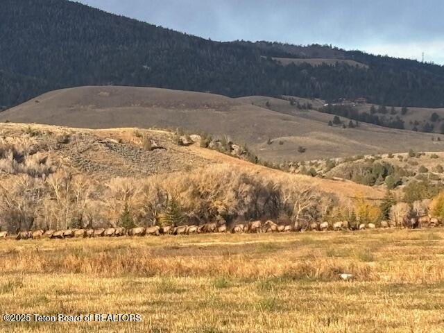 Lot 4 Bald Mountain Road Dubois, WY 82513 - Photo 12 of 18 Elk