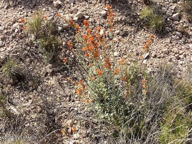 6745 North Canyon Road Rimrock, AZ 86335 - Photo 12 of 31 Seasonal Flowers