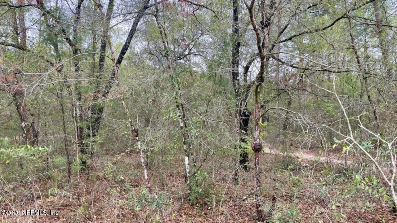a view of a forest with a tree