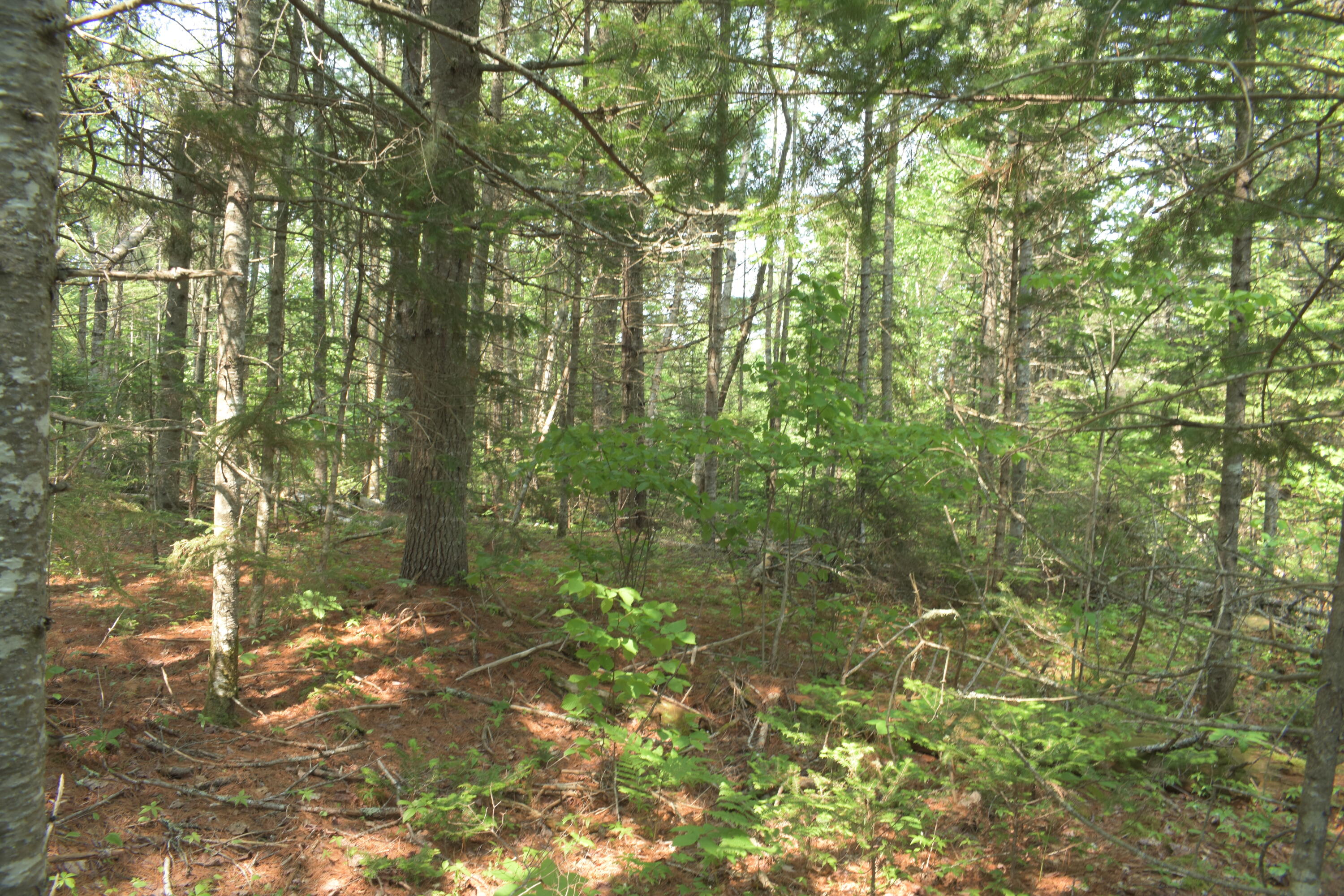 Lot 3-2 Milbridge Road Cherryfield, ME 04622 - Photo 7 of 17 Natural Clearing