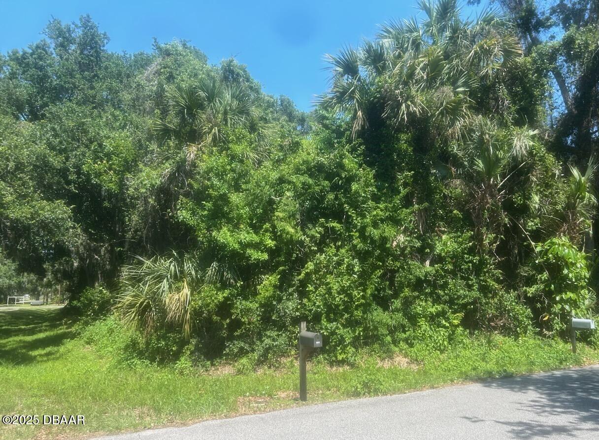 0 Orange Tree Drive Edgewater, FL 32141 - Photo 4 of 5 a view of a yard