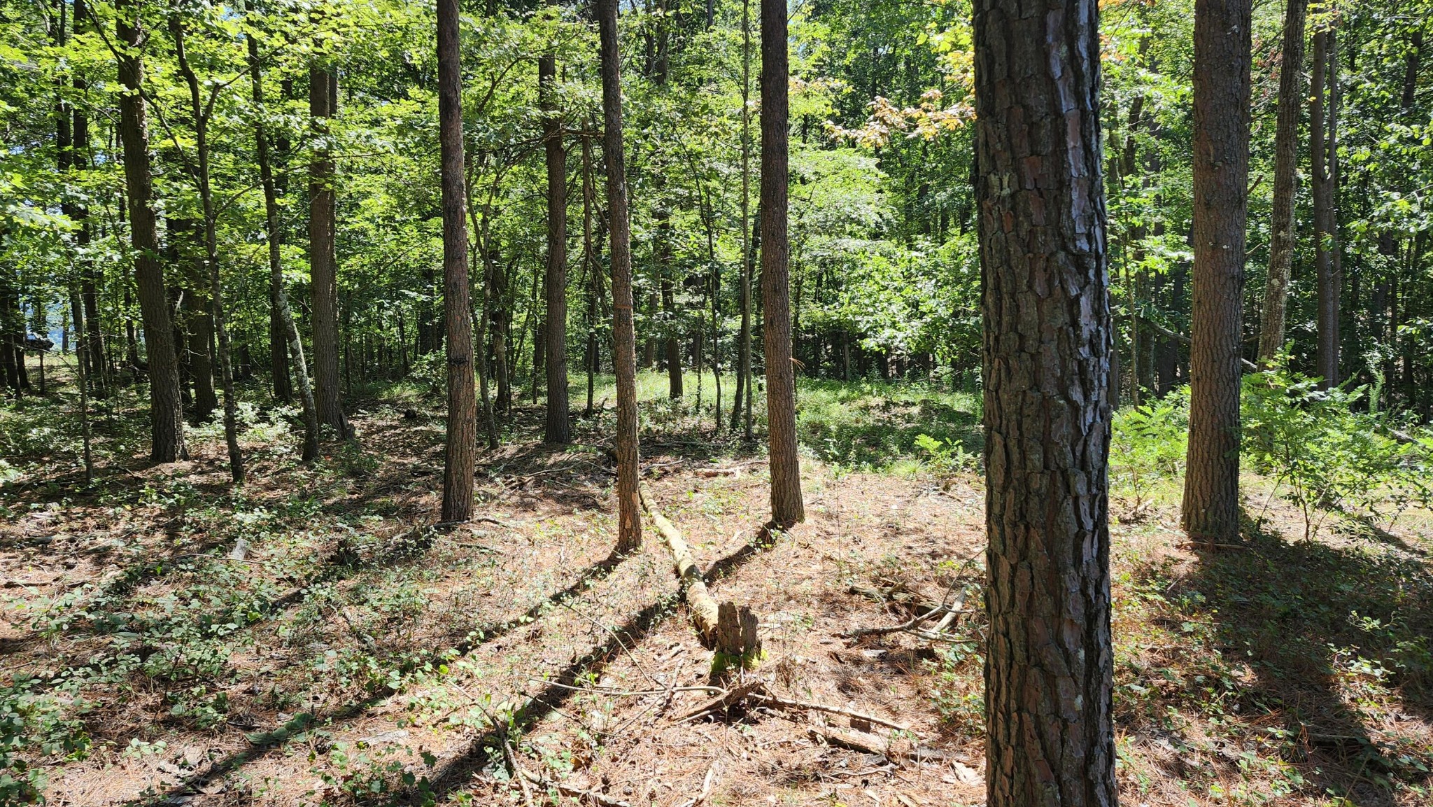 705 Crockett Loop Jasper, TN 37347 - Photo 11 of 31 a view of a yard with plants and trees