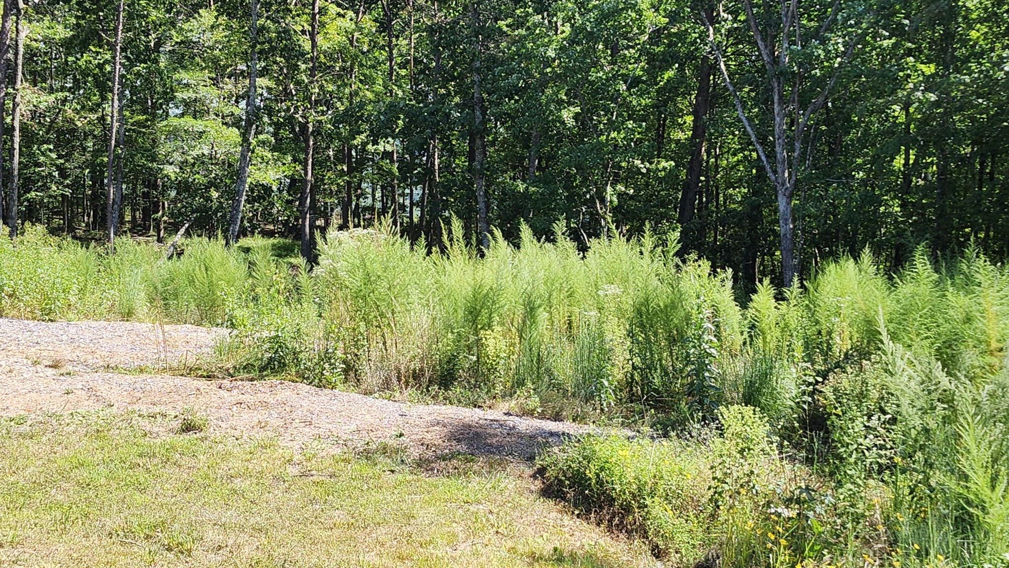 705 Crockett Loop Jasper, TN 37347 - Photo 13 of 31 a view of a yard