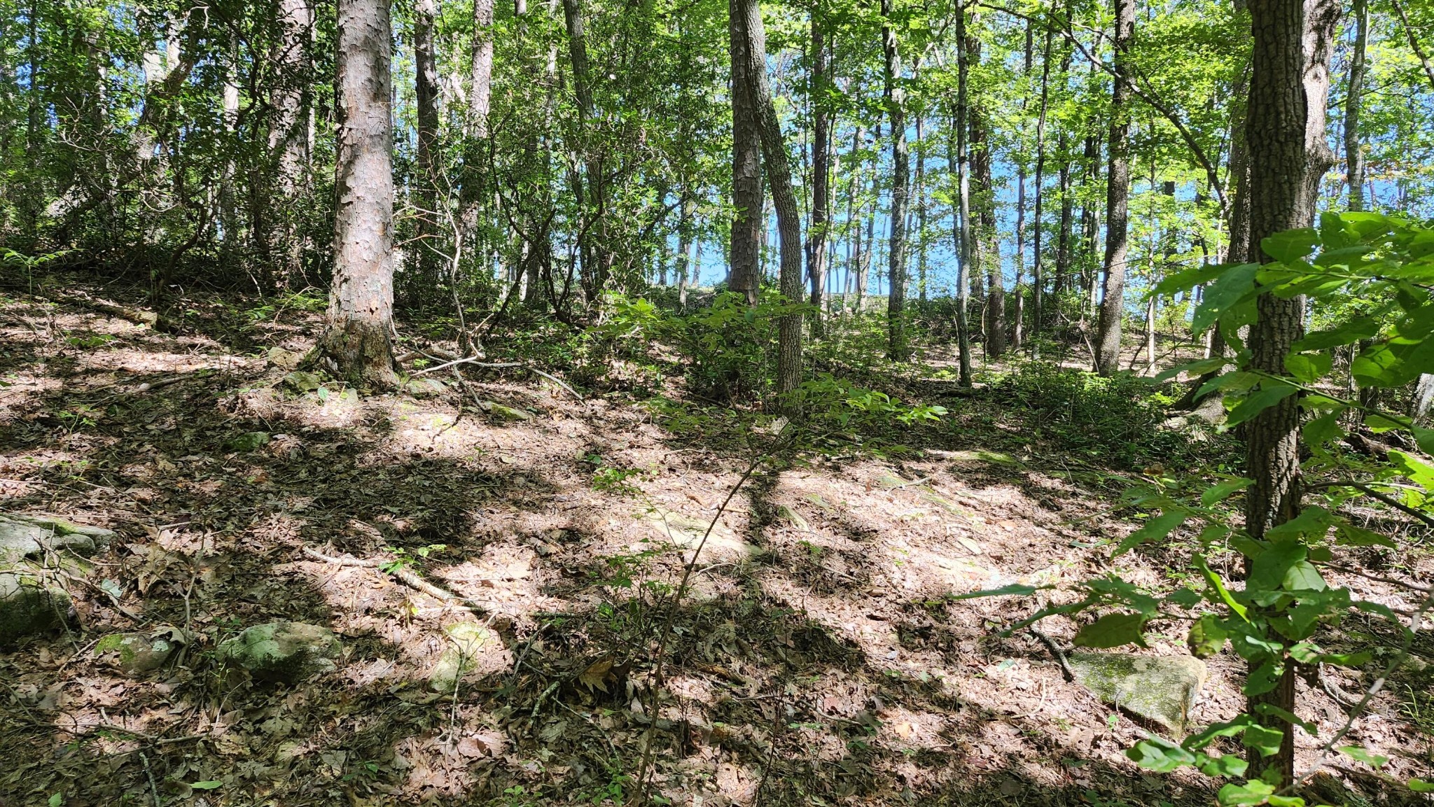 705 Crockett Loop Jasper, TN 37347 - Photo 19 of 31 a view of a forest with trees
