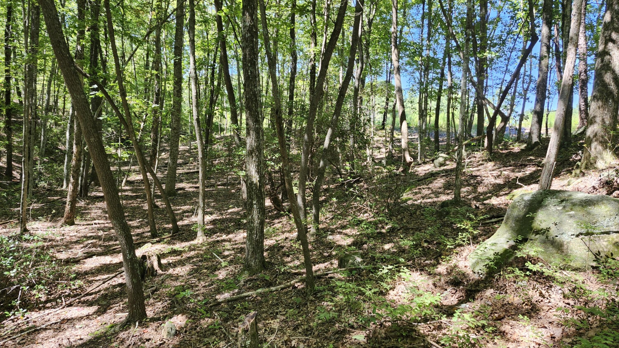 705 Crockett Loop Jasper, TN 37347 - Photo 21 of 31 a view of forest