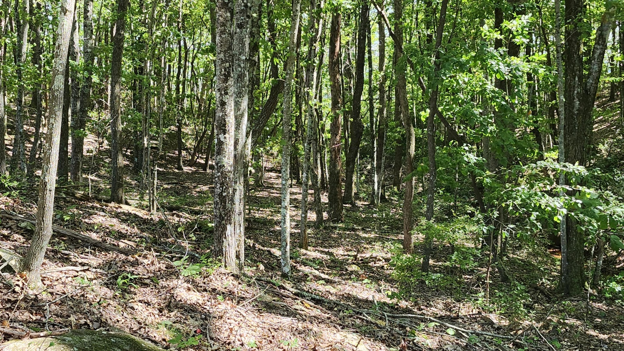 705 Crockett Loop Jasper, TN 37347 - Photo 23 of 31 a view of outdoor space and garden