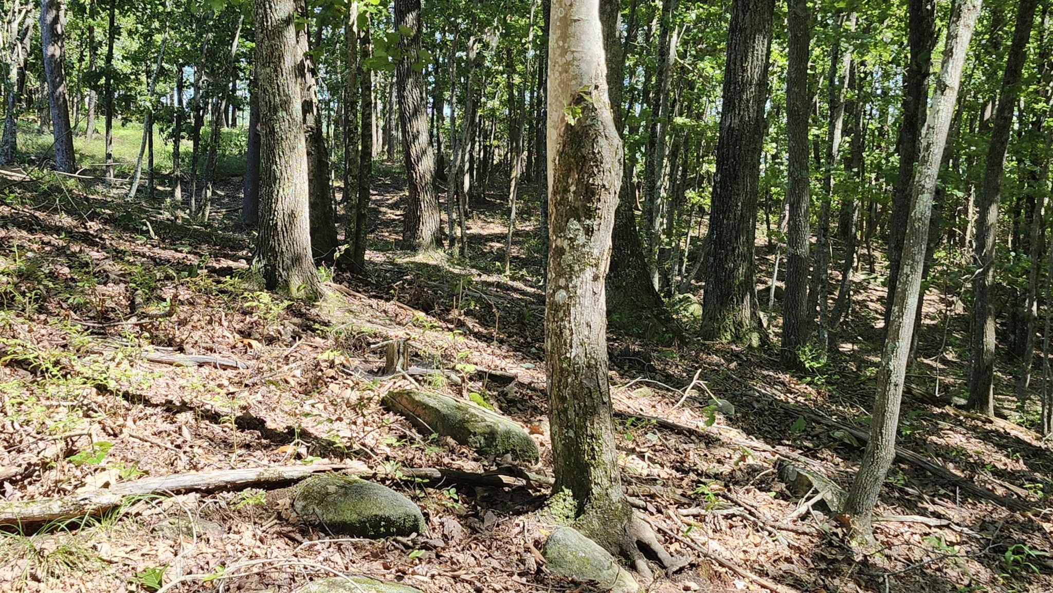 705 Crockett Loop Jasper, TN 37347 - Photo 24 of 31 a view of a forest