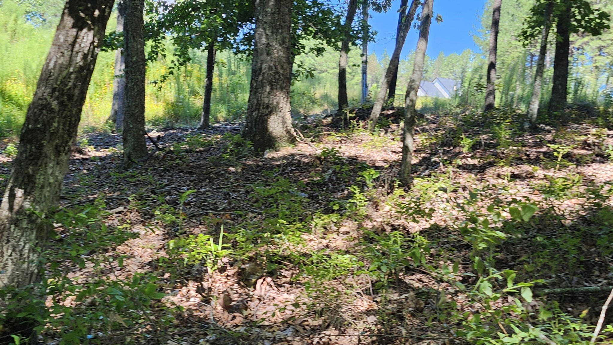 705 Crockett Loop Jasper, TN 37347 - Photo 27 of 31 a view of outdoor space with trees