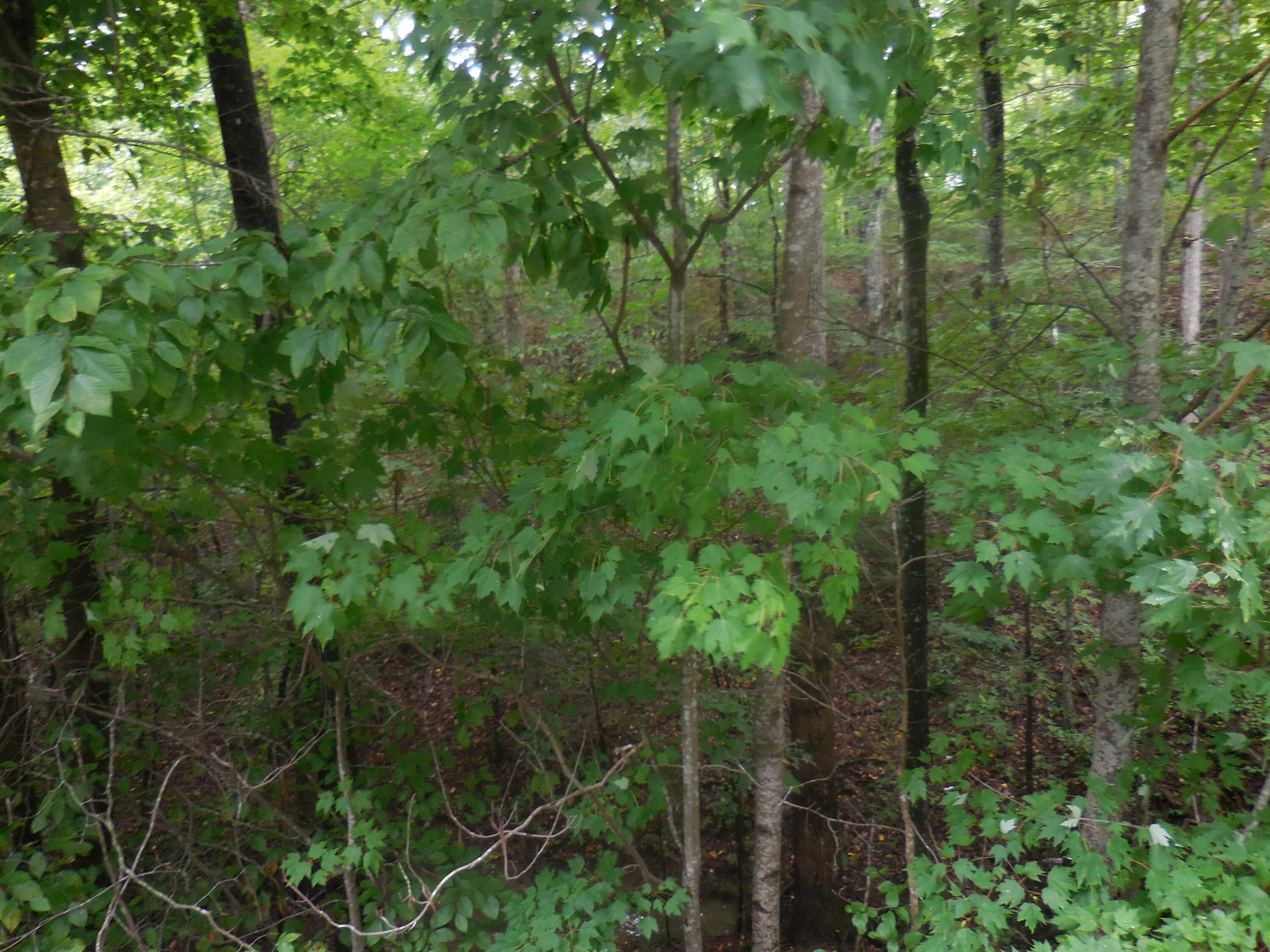 46 Murray Ridge Road Sevierville, TN 37876 - Photo 1 of 1 Gallery Image 1