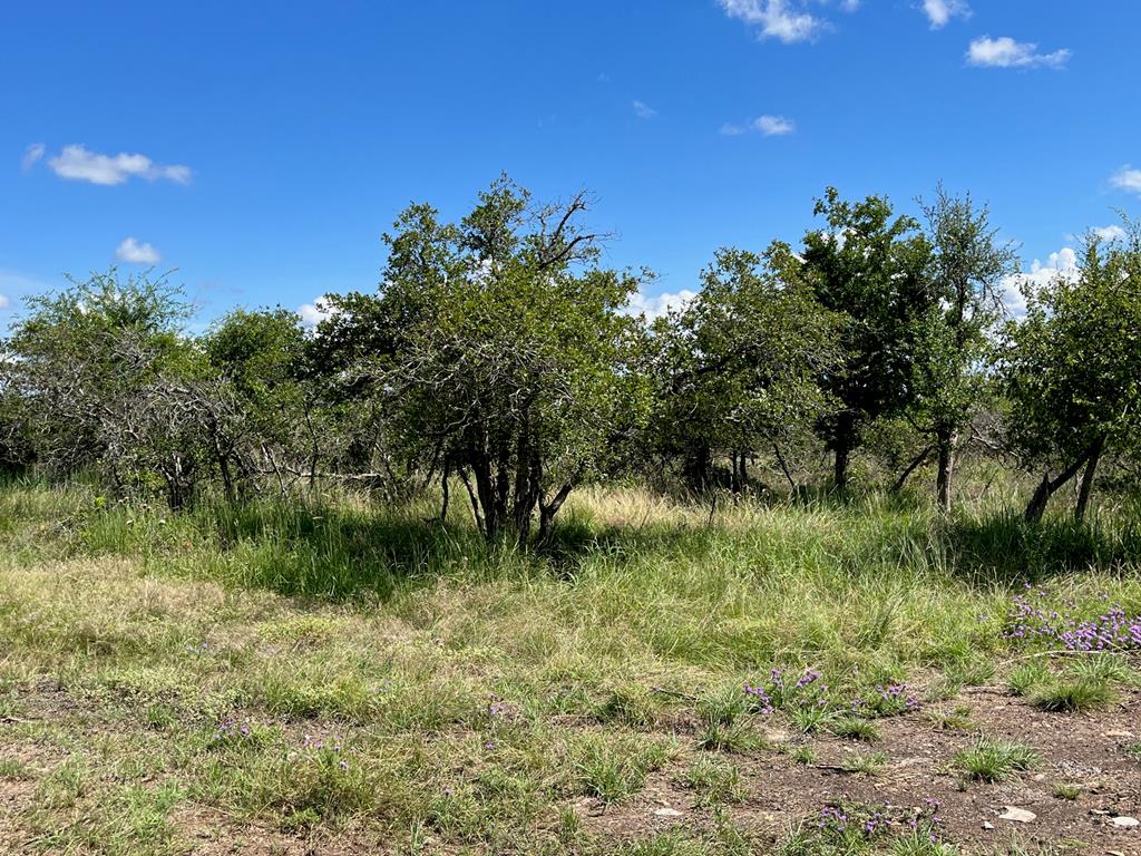 Lot 1 Jung Road, Unit 1 Harper, TX 78631 - Photo 5 of 12 Gallery Image 5
