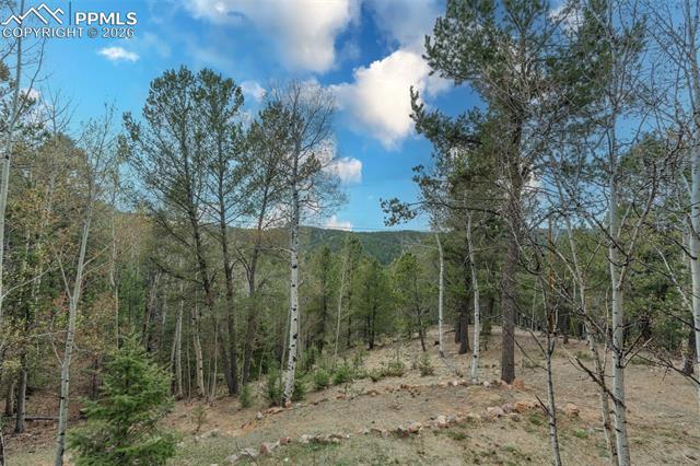 847 Timber Ridge Road Divide, CO 80814 - Photo 40 of 41 Forested acreage featuring diverse tree species including mature evergreens and birch, with a gently sloped terrain