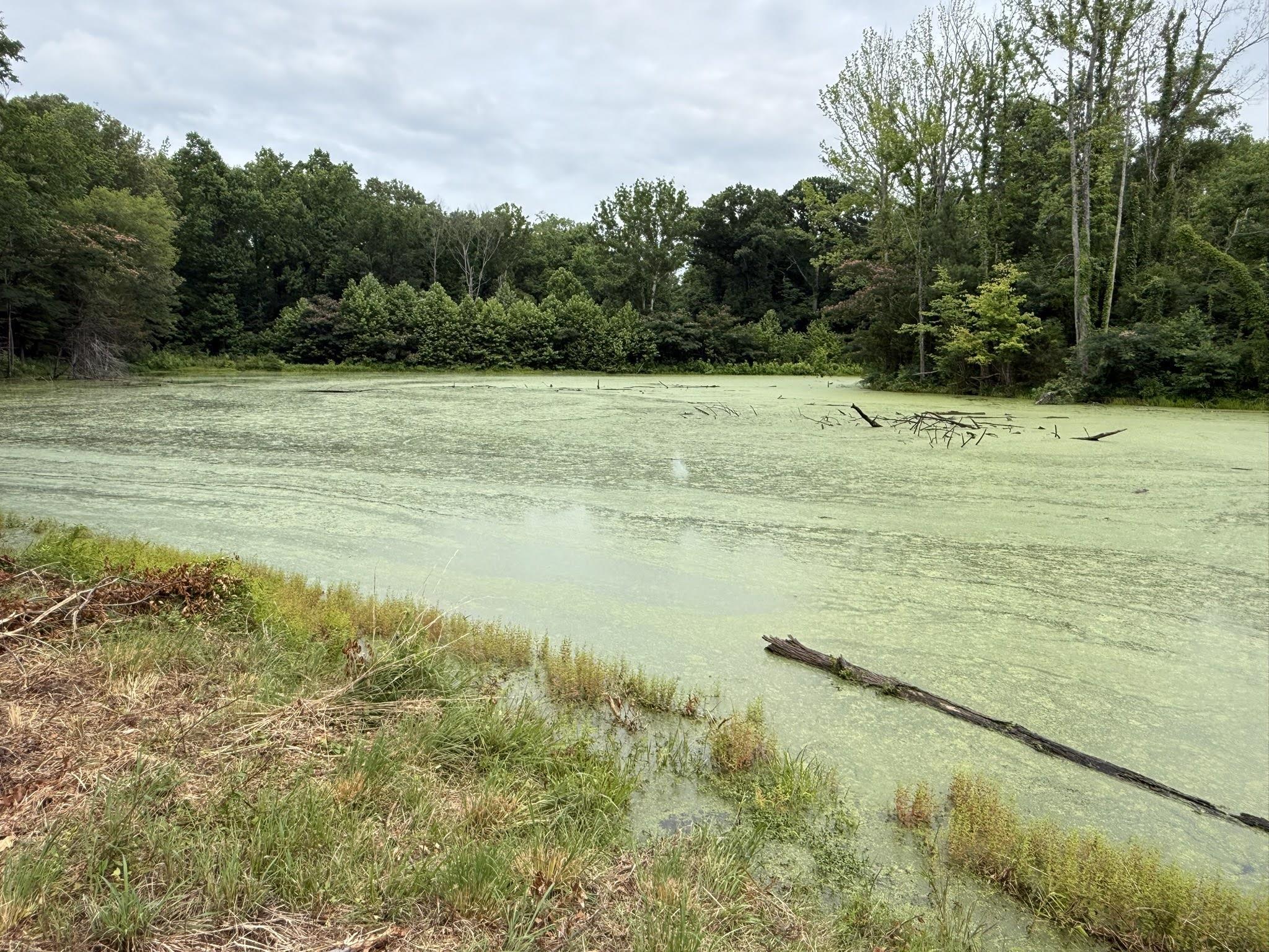 6760 Locke Road Millington, TN 38053 - Photo 34 of 39 Pond with natural greenery perimeter, surrounded by established trees