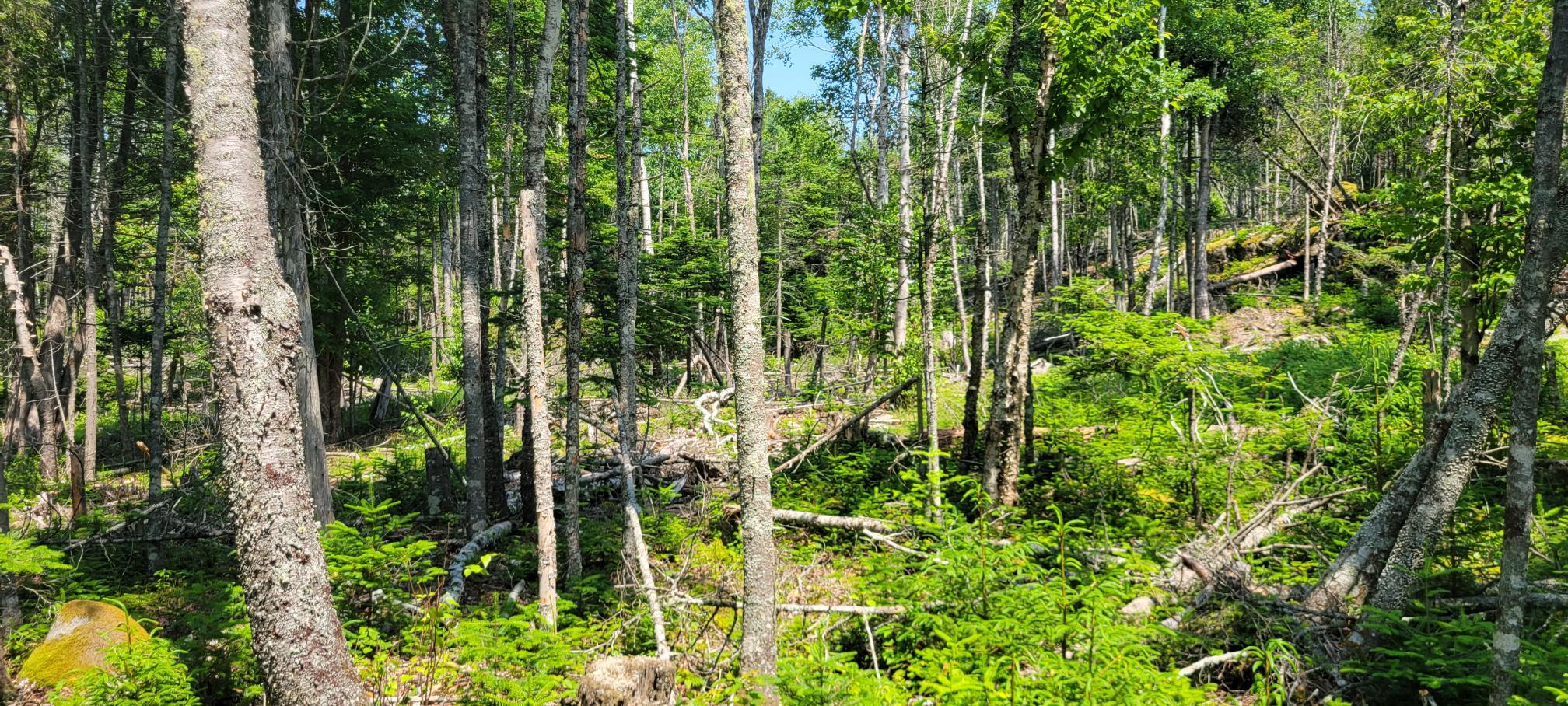 Lot 84 Duck Cove Road Roque Bluffs, ME 04654 - Photo 11 of 24 20230712_133620