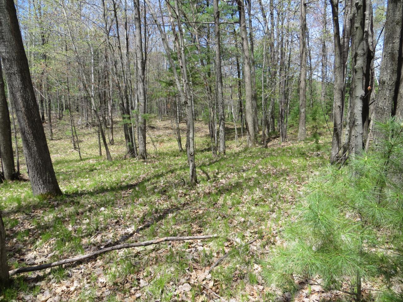 Lot 5 Brandy Lake Road Woodruff, WI 54568 - Photo 8 of 9 Gallery Image 8