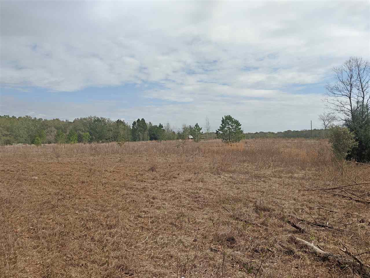 5244 Northeast Hickory Grove Road Pinetta, FL 32350 - Photo 4 of 23 Gallery Image 4