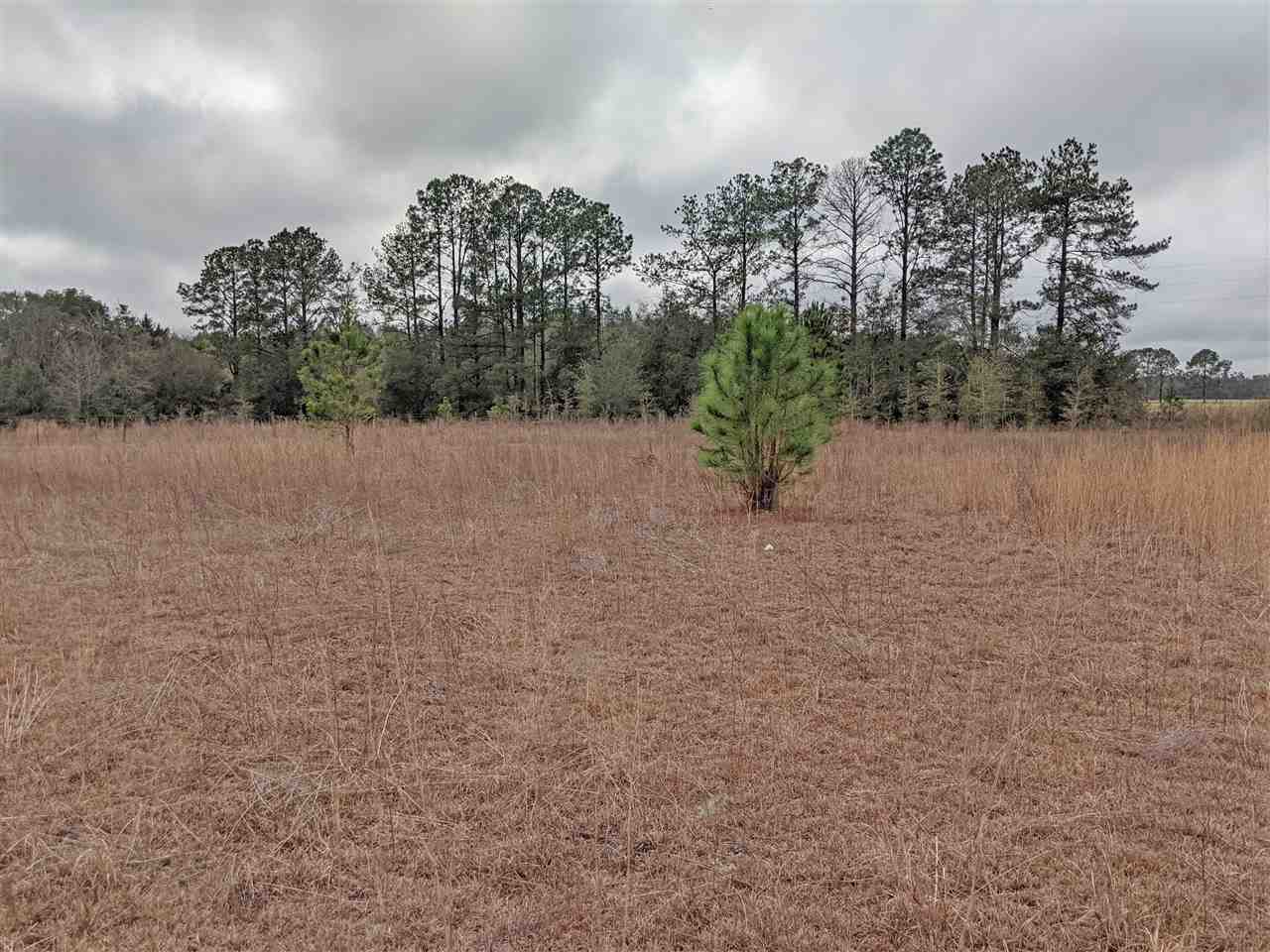 5244 Northeast Hickory Grove Road Pinetta, FL 32350 - Photo 6 of 23 Gallery Image 6