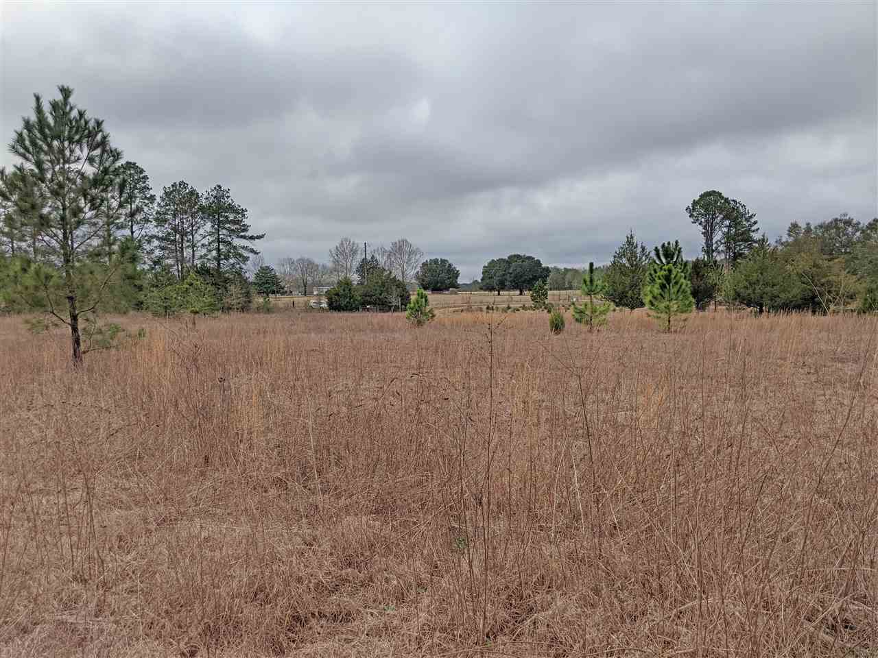 5244 Northeast Hickory Grove Road Pinetta, FL 32350 - Photo 9 of 23 Gallery Image 9