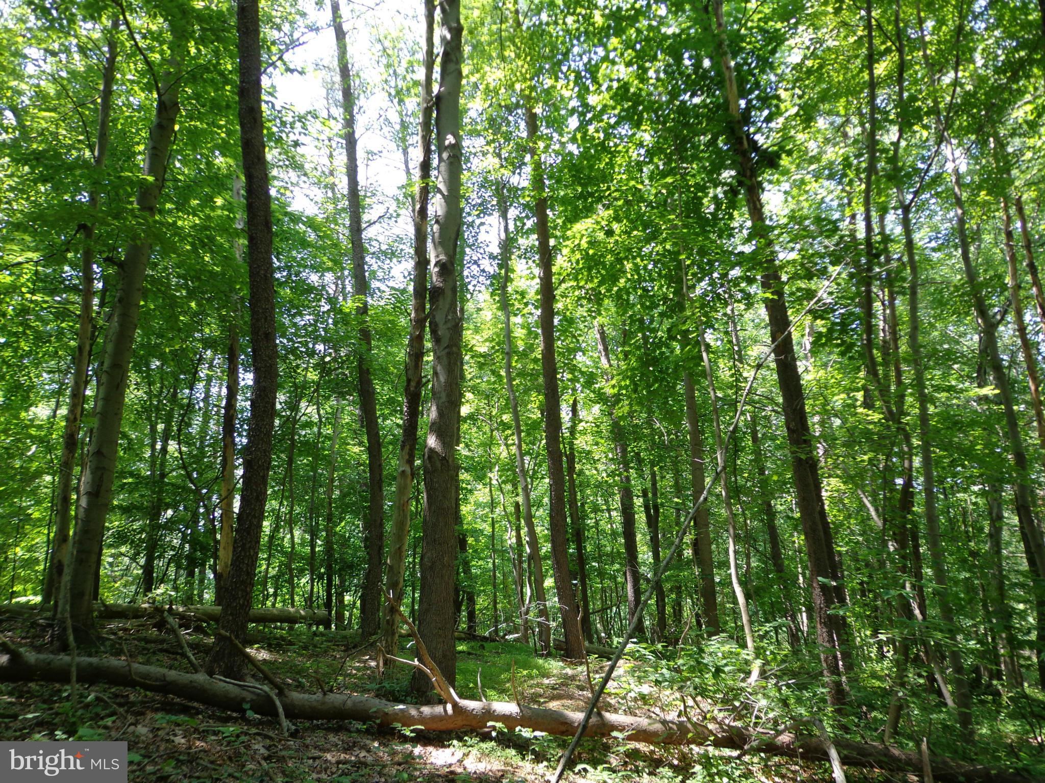 16746 Wesley Chapel Road Monkton, MD 21111 - Photo 11 of 18 Exterior (General)