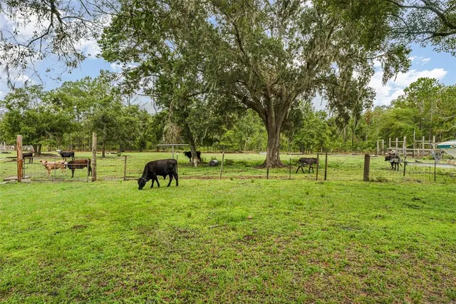 a green field with lots of trees