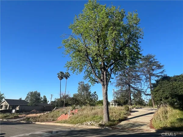 a view of a tree with a yard