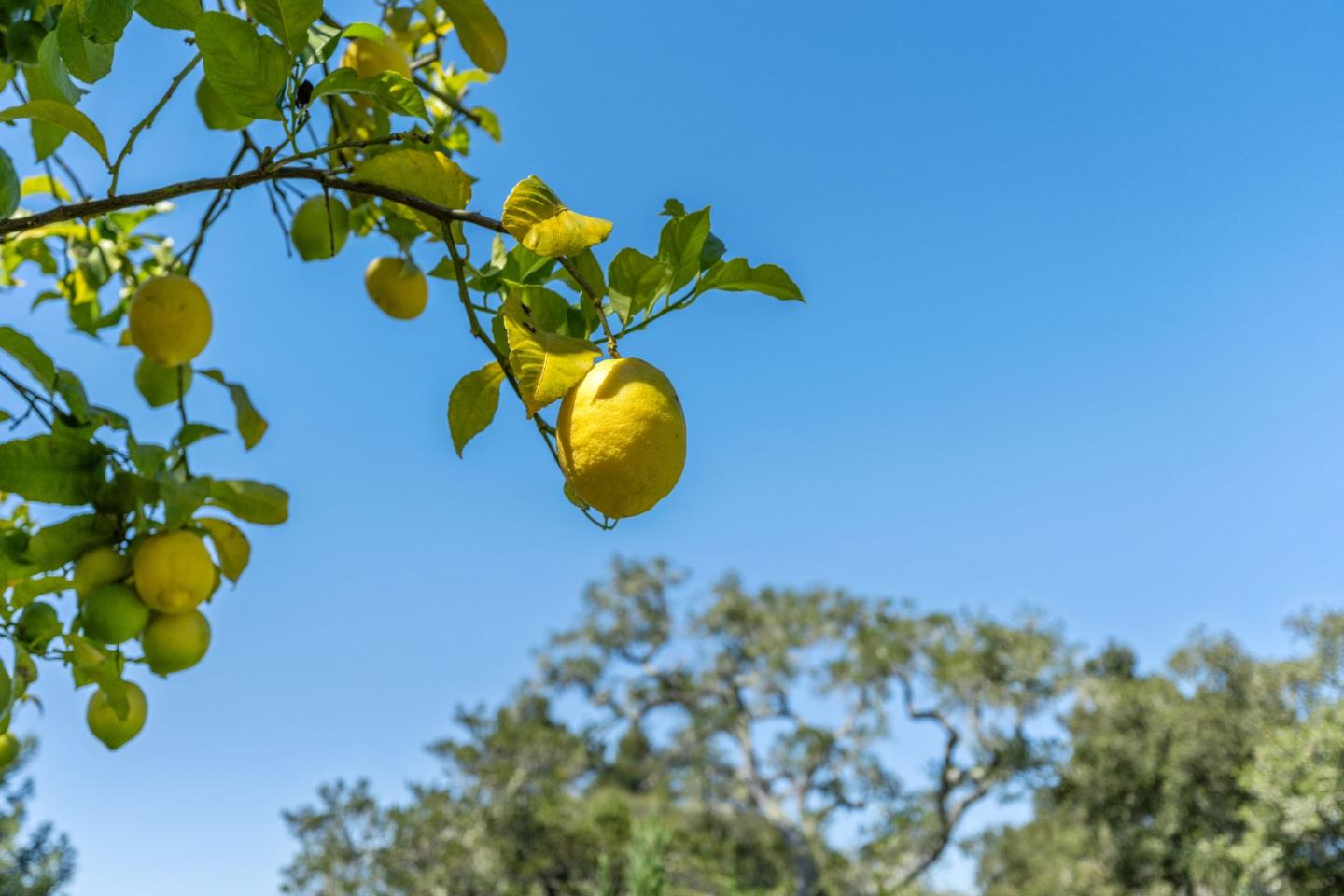 999 North Rodeo Gulch Road Soquel, CA 95073 - Photo 93 of 112 Gallery Image 93