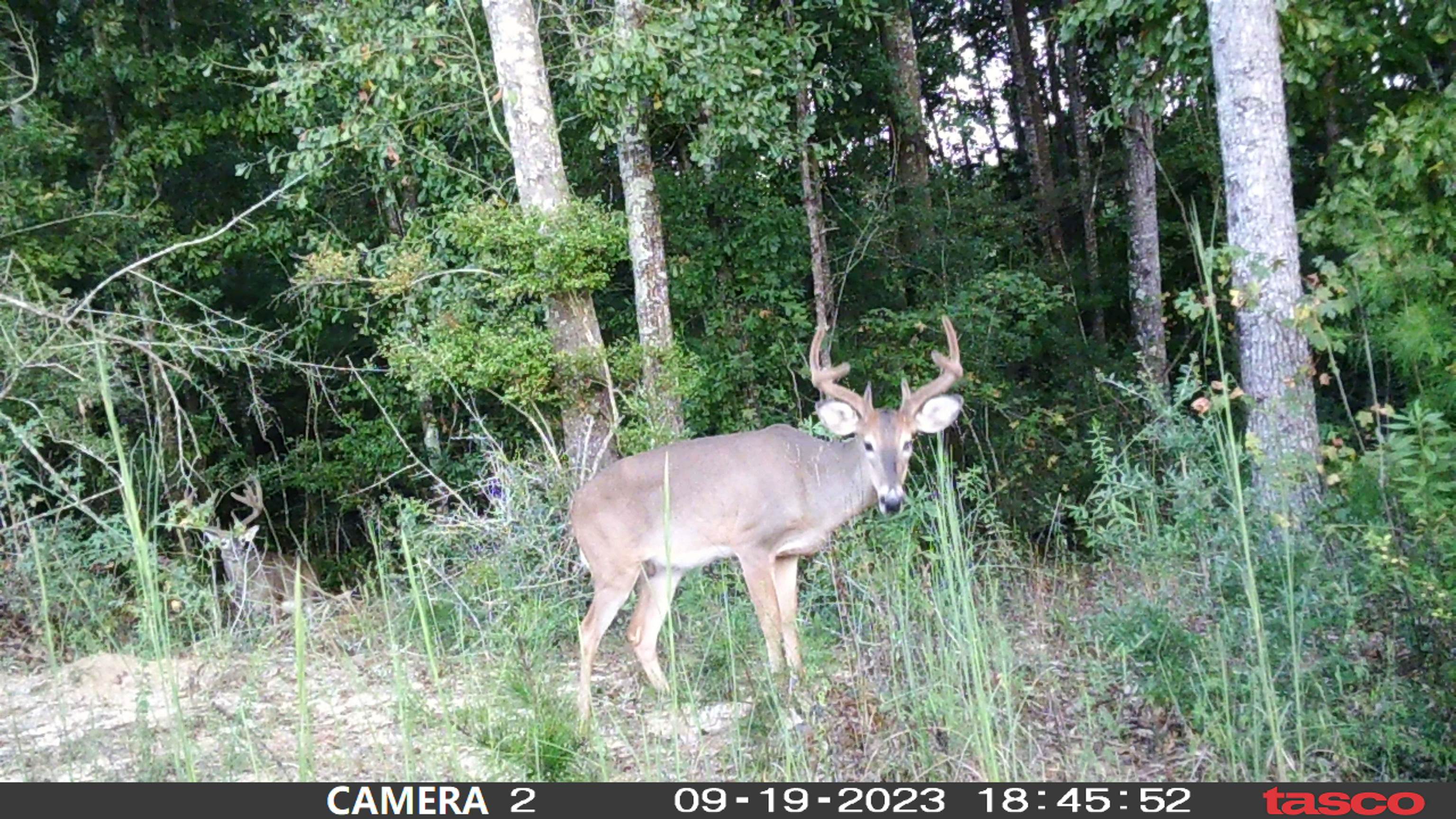 31272 Highway 331 Opp, AL 36467 - Photo 25 of 50 Gallery Image 25