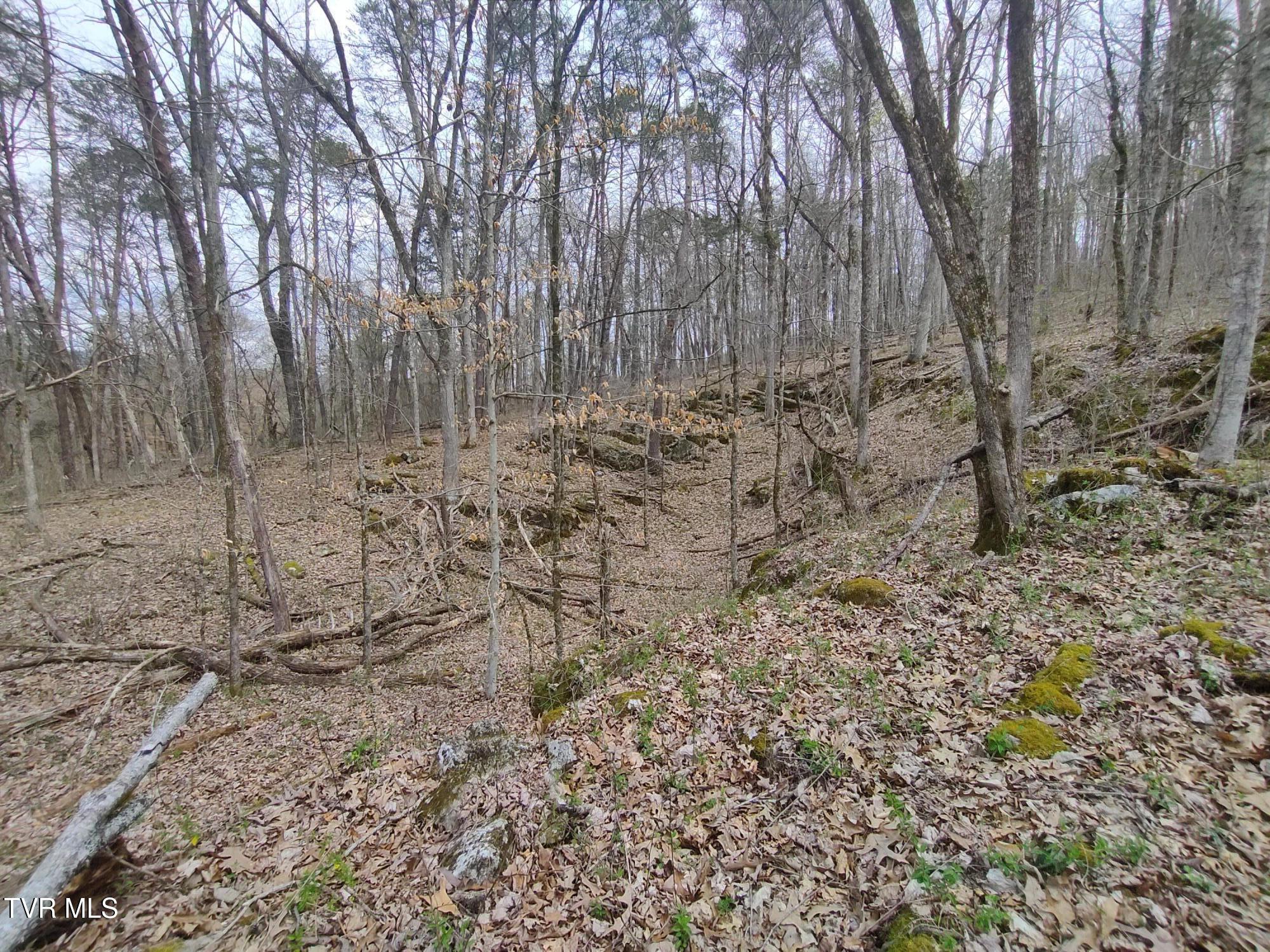 20-acres Dunville Gap Road Rutledge, TN 37861 - Photo 16 of 24 IMG_20250329_131848