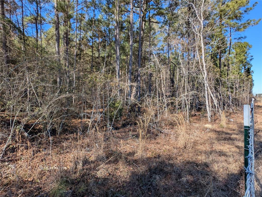 4052 Highway 431 Eufaula, AL 36027 - Photo 17 of 18 a view of a forest with a tree
