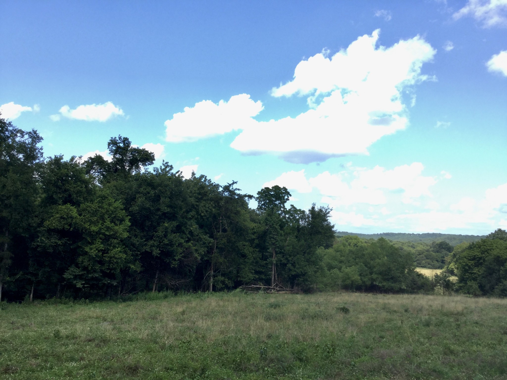 290 Wabash Road Mulberry, TN 37359 - Photo 5 of 8 a view of a bunch of trees in a field