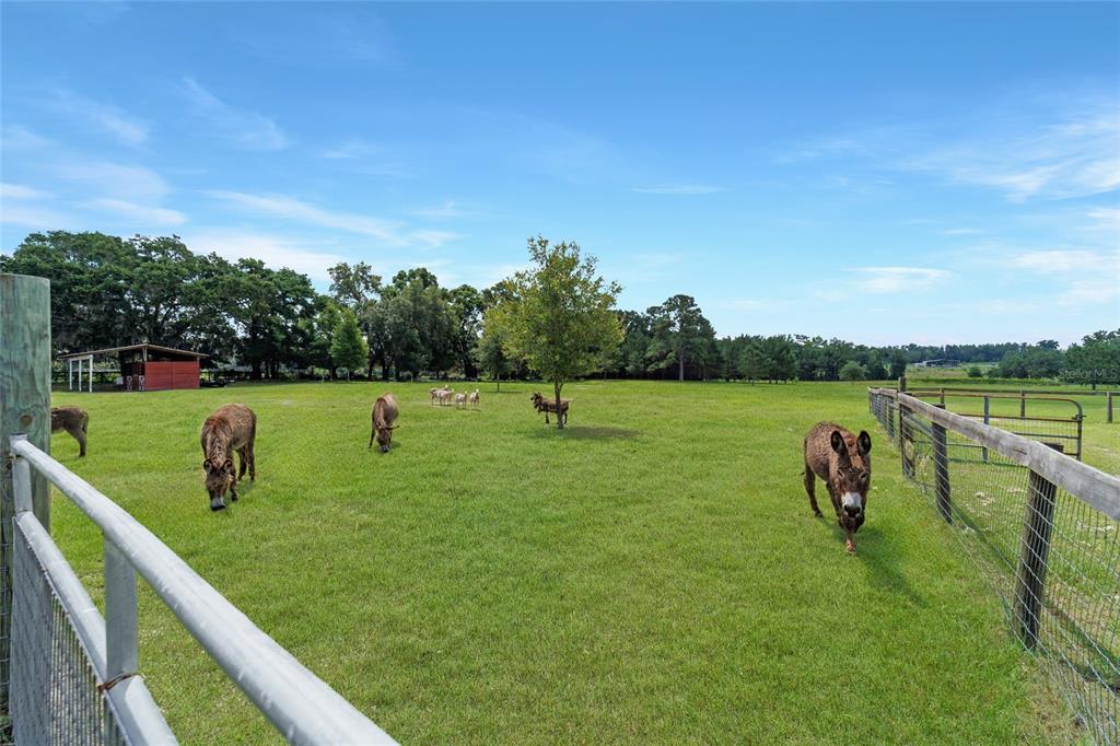 16520 Northwest 170th Street Williston, FL 32696 - Photo 89 of 98