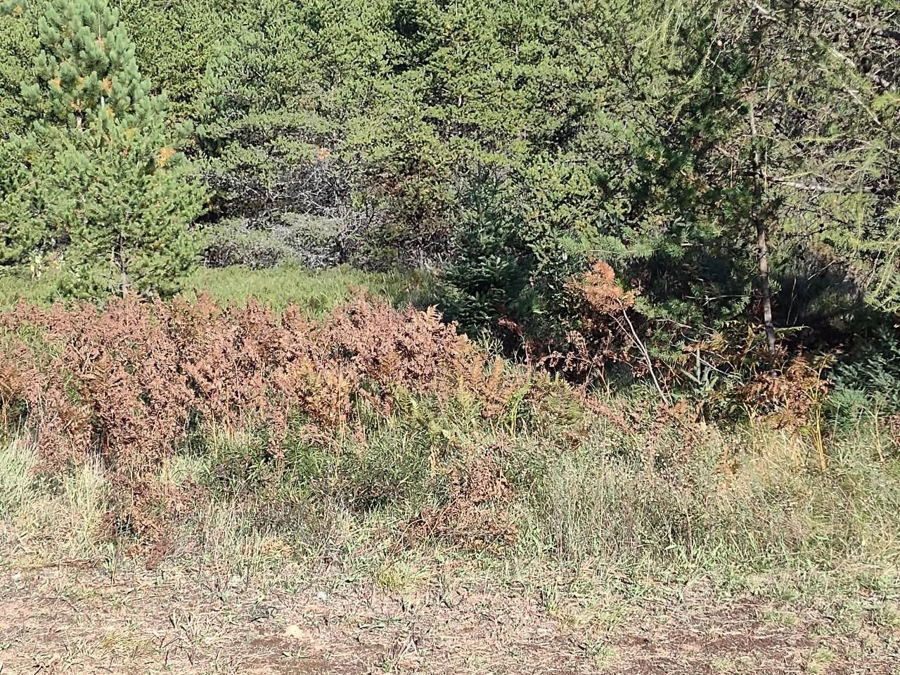 On Limber Lost Road Rhinelander, WI 54501 - Photo 7 of 13 Gallery Image 7