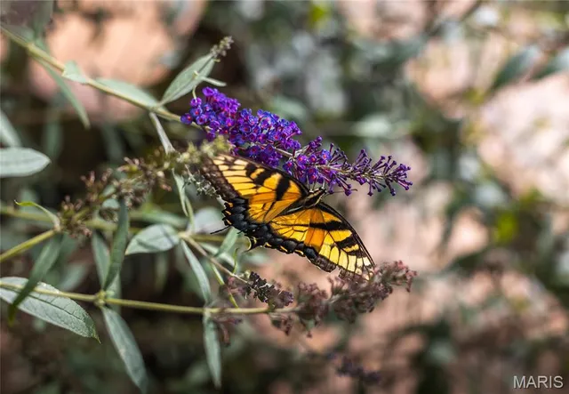 $1,250,000 | 295 Panthers Den Road, Makanda, IL 62958