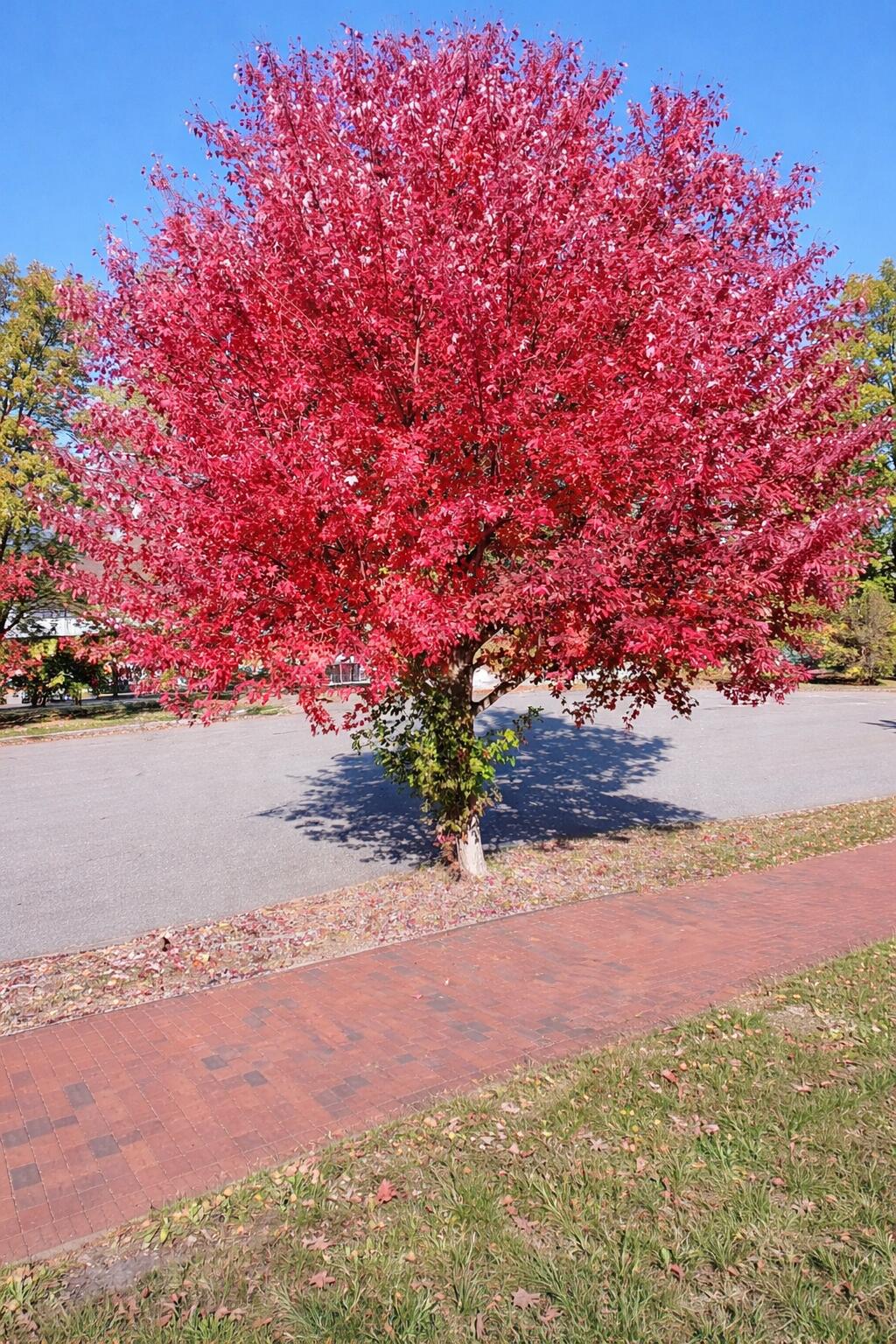36 Colonial Road Portland, ME 04102 - Photo 49 of 49 Red maple Tree