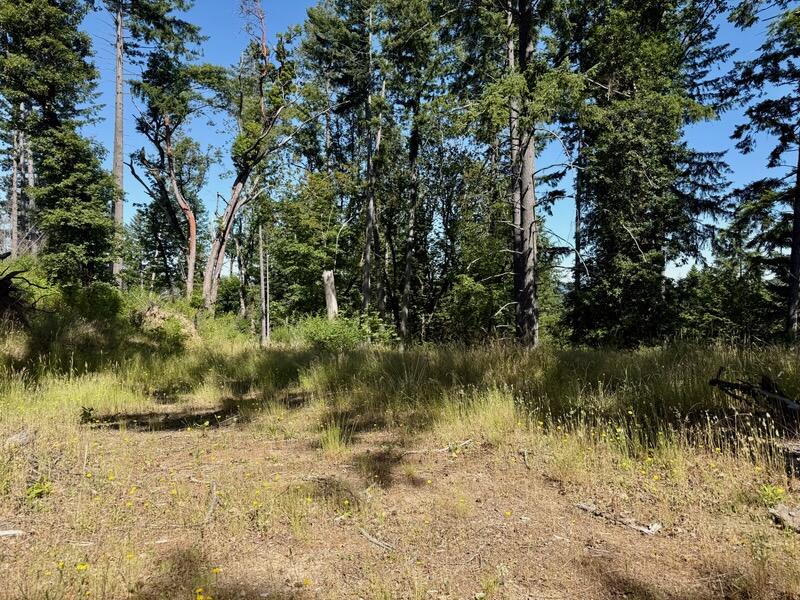 164-acres Saber Tooth Road Blue Lake, CA 95525 - Photo 5 of 11