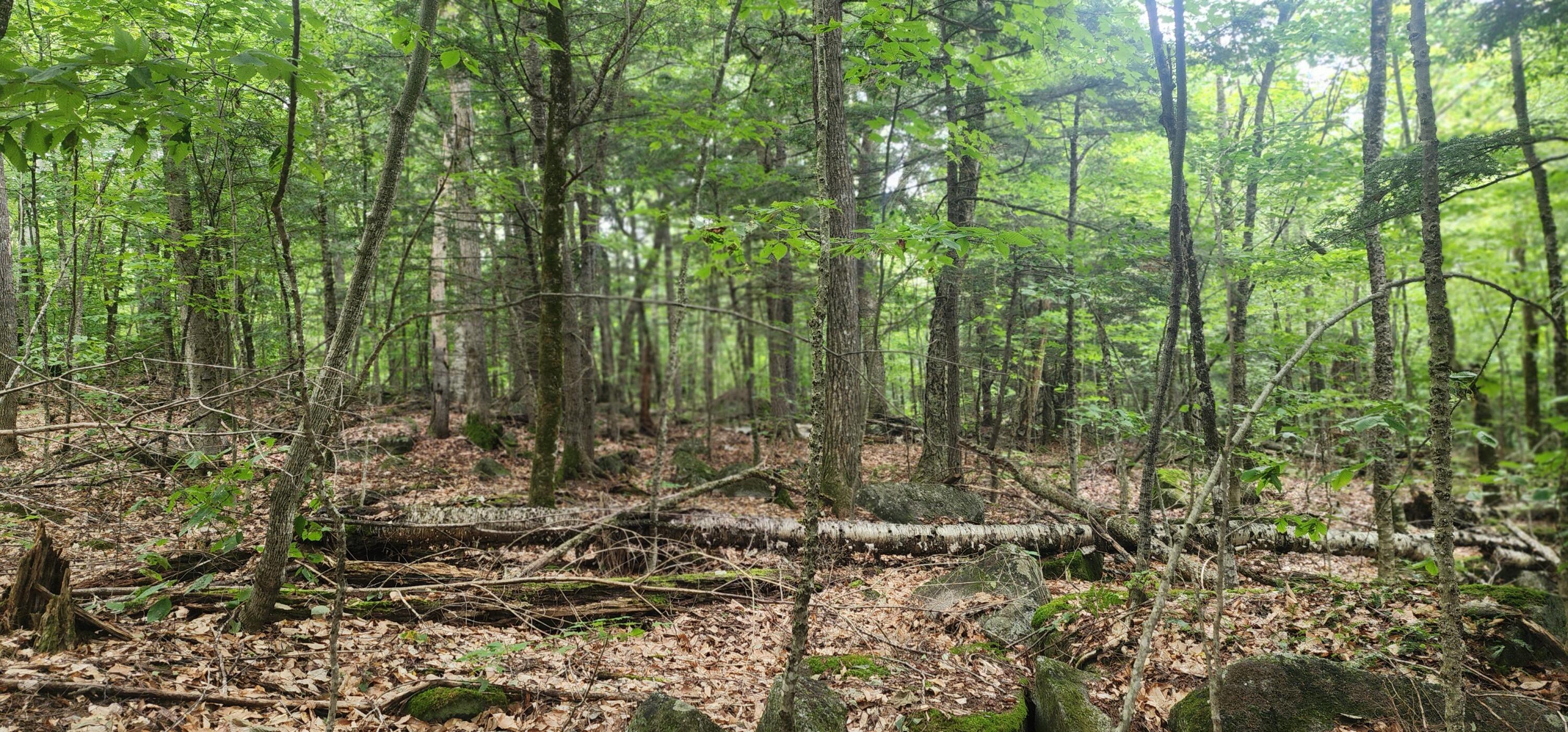 Off Dunphy Lane Island Falls, ME 04747 - Photo 4 of 16 20240815_092455