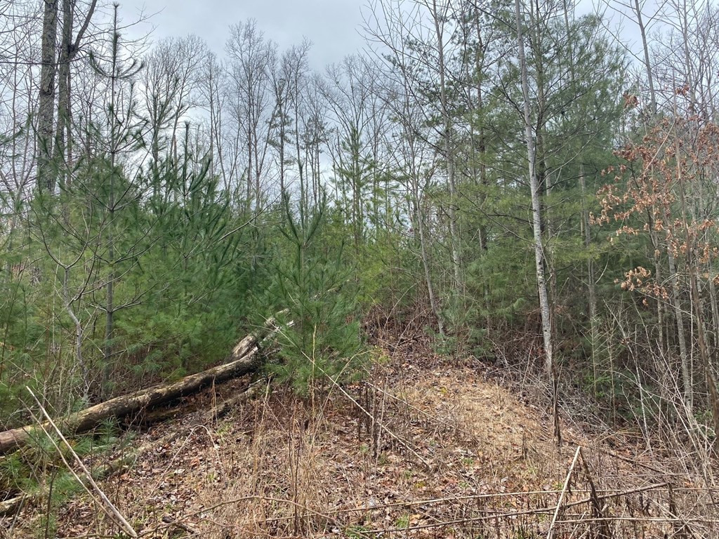 Lot 17 Appalachian Estates Road Murphy, NC 28906 - Photo 3 of 17