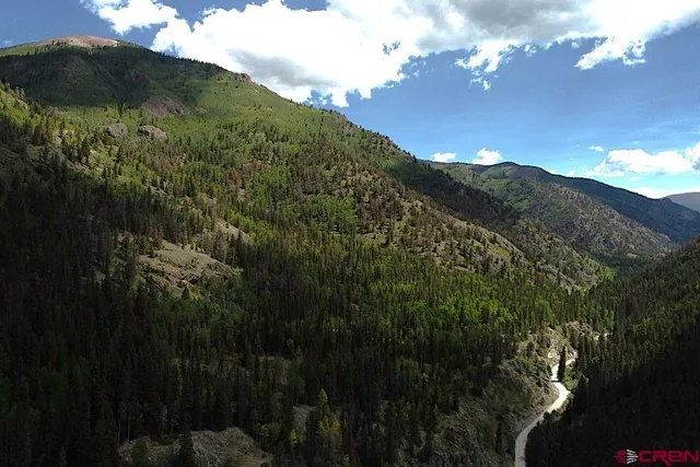 a view of a tree in a yard