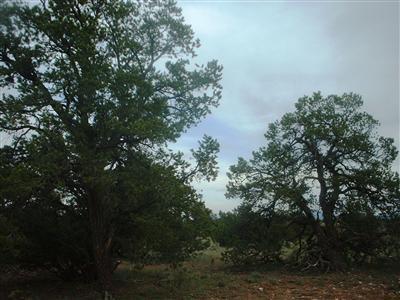 2494 East S Rim Ranch Road Williams, AZ 86046 - Photo 5 of 5 Additional Photo
