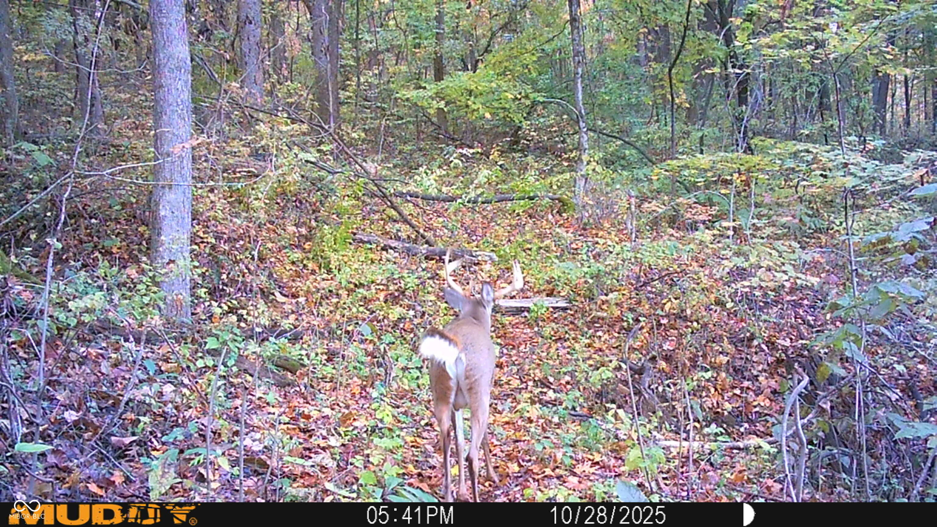 2933 Saluda Hl Road Hanover, IN 47243 - Photo 100 of 122