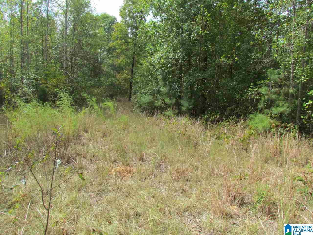 0 Wolf Pen Ridge Road Pell City, AL 35128 - Photo 11 of 13