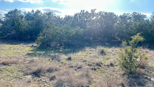 a view of a yard with trees in it
